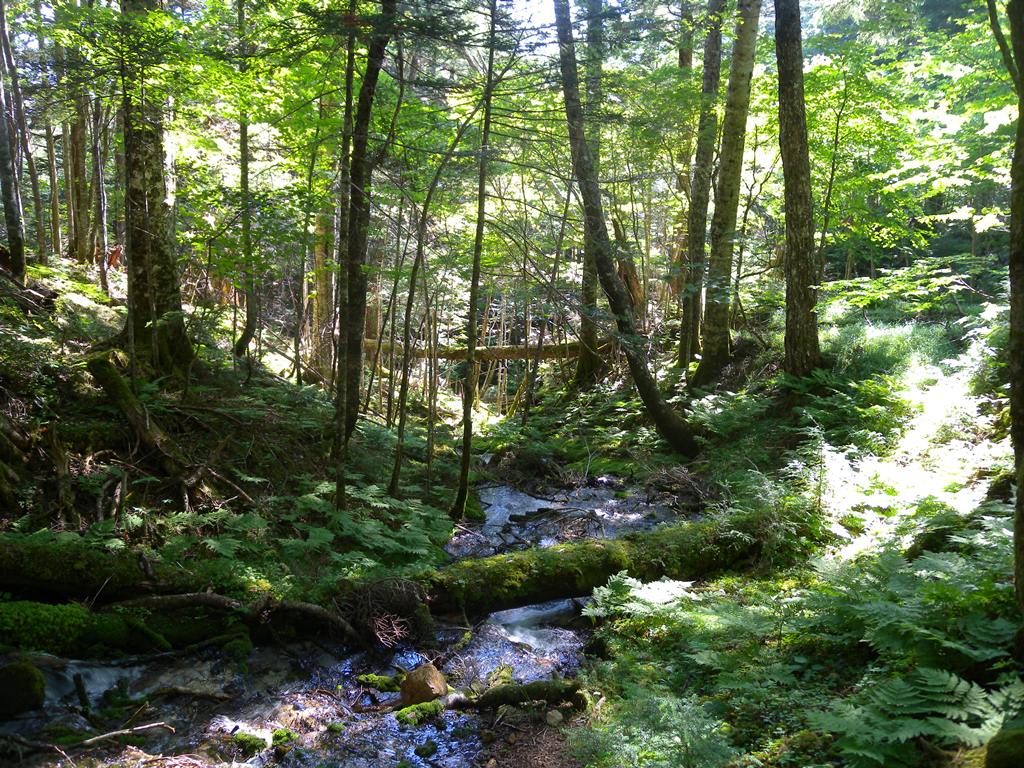 f:id:hirobkk:20180731211331j:plain