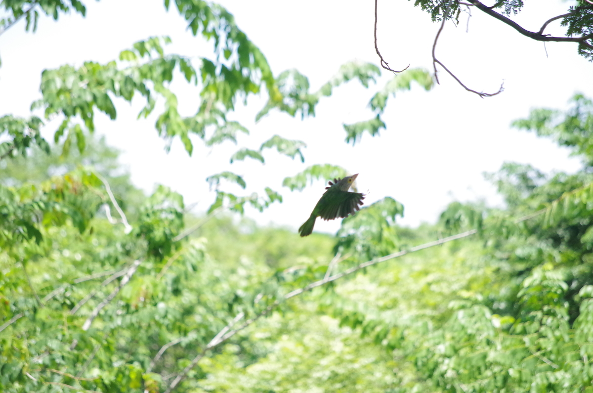 f:id:hirobkk:20190624195113j:plain f:id:hirobkk:20190624195113j:plain