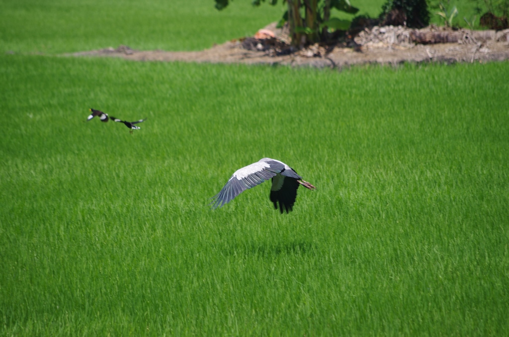 f:id:hirobkk:20190625232352j:plain f:id:hirobkk:20190625232352j:plain