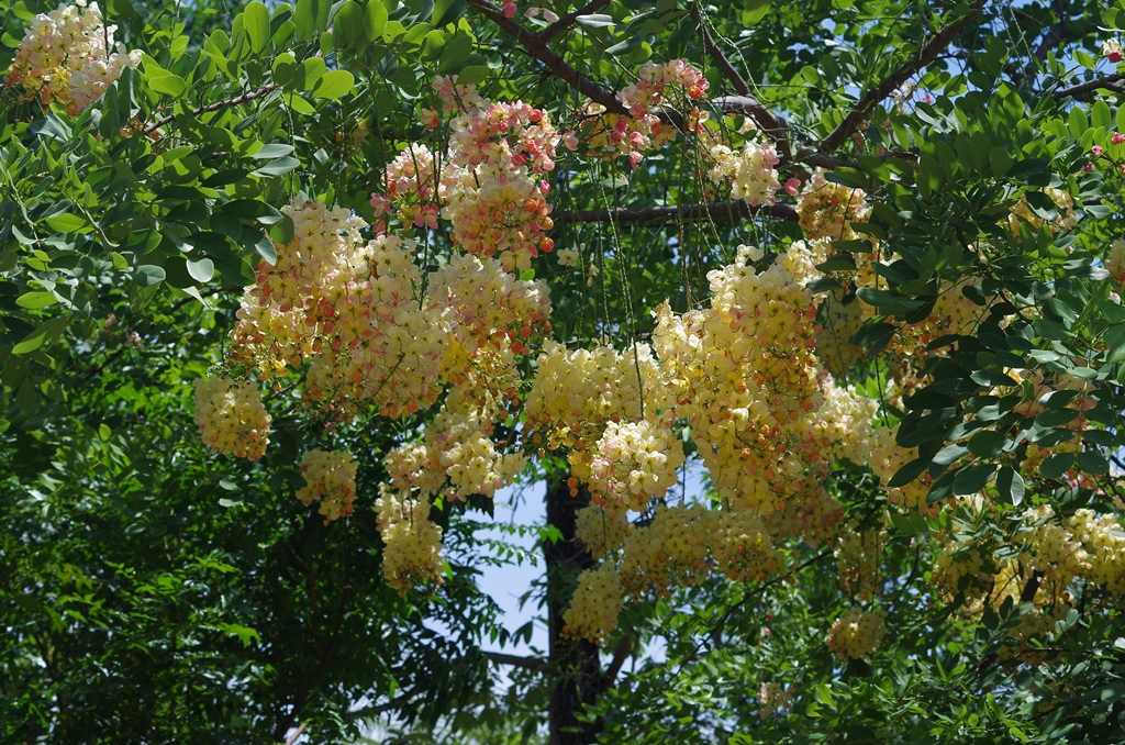 f:id:hirobkk:20190625232403j:plain f:id:hirobkk:20190625232403j:plain