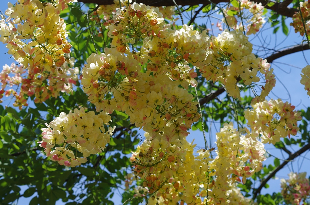 f:id:hirobkk:20190625232408j:plain f:id:hirobkk:20190625232408j:plain