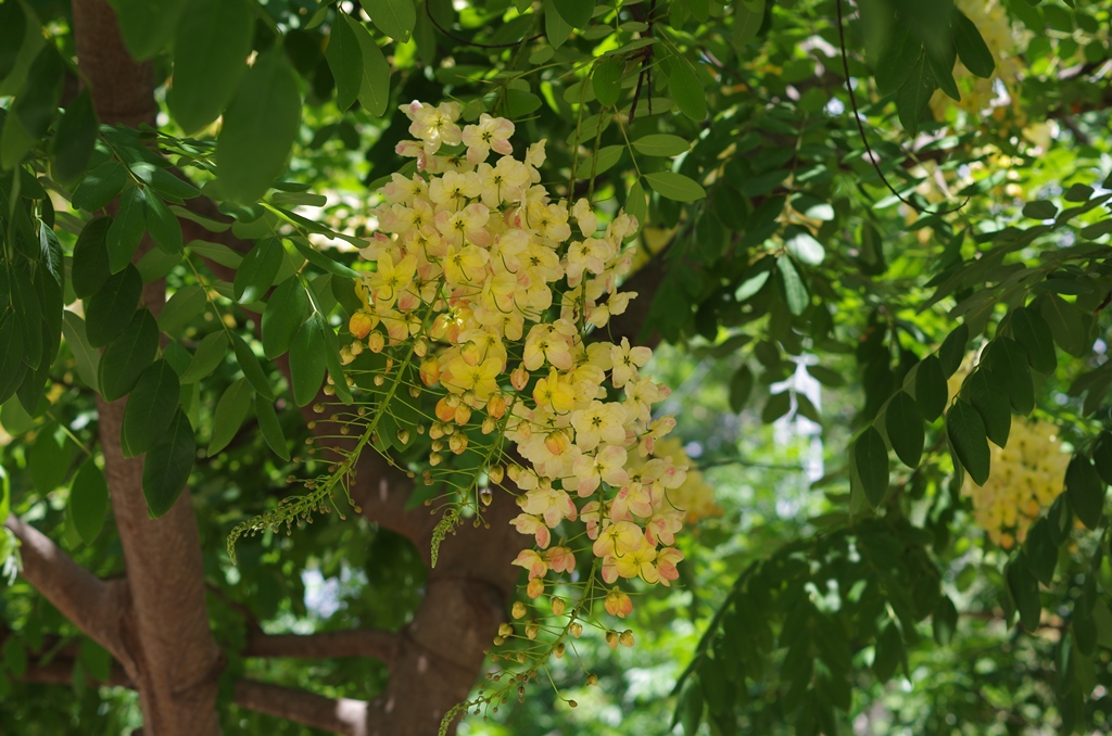 f:id:hirobkk:20190625232418j:plain f:id:hirobkk:20190625232418j:plain