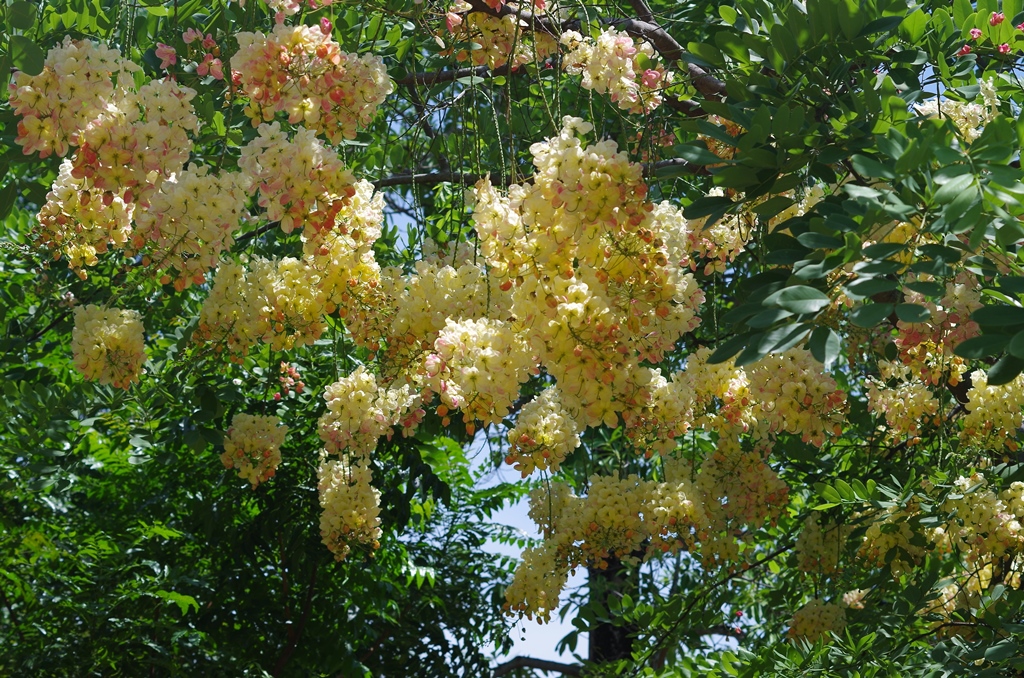 f:id:hirobkk:20190625232433j:plain f:id:hirobkk:20190625232433j:plain