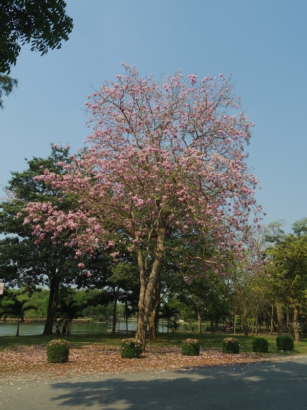 f:id:hirobkk:20200202125625j:plain f:id:hirobkk:20200202125625j:plain