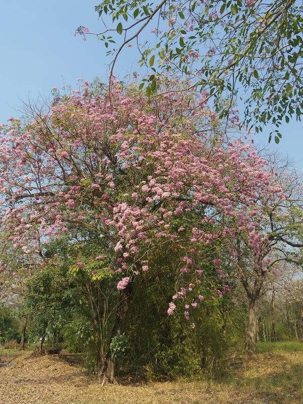 f:id:hirobkk:20200202125653j:plain f:id:hirobkk:20200202125653j:plain