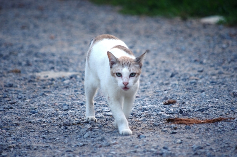 f:id:hirobkk:20200213233507j:plain