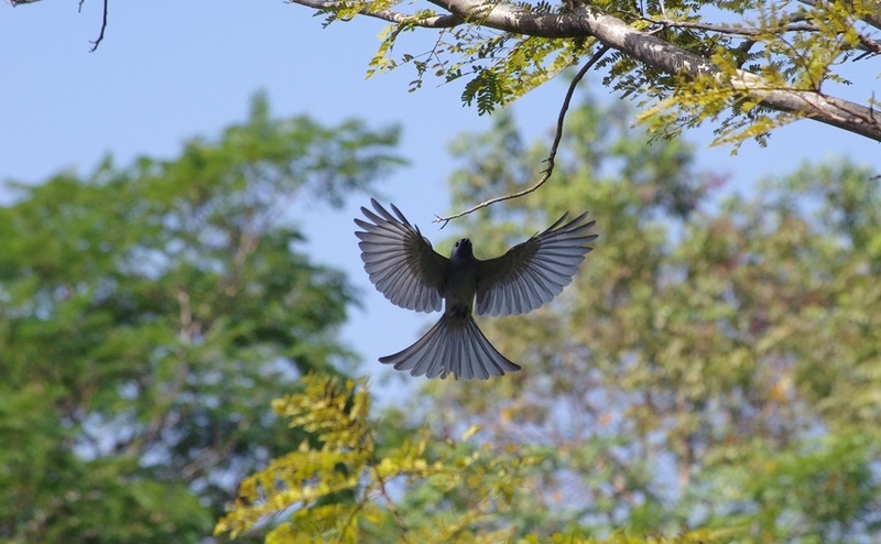 f:id:hirobkk:20200213233852j:plain