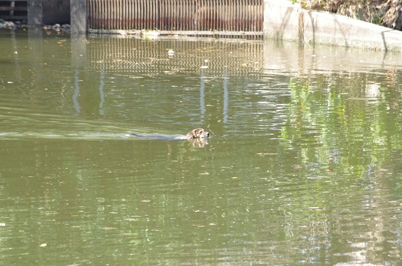 f:id:hirobkk:20200213233907j:plain