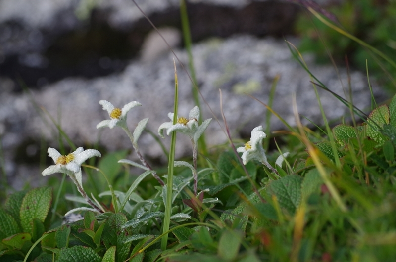 f:id:hirobkk:20200408165015j:plain