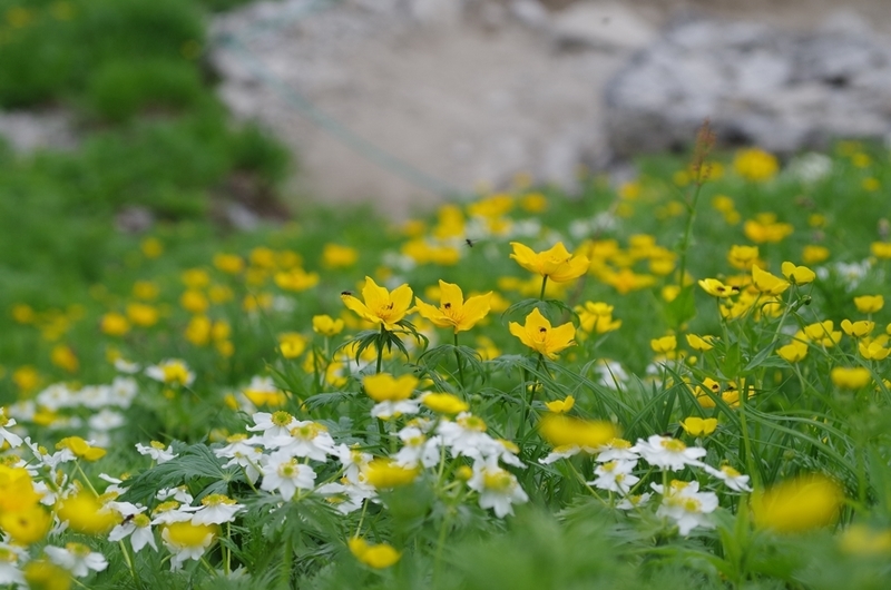 f:id:hirobkk:20200408165128j:plain