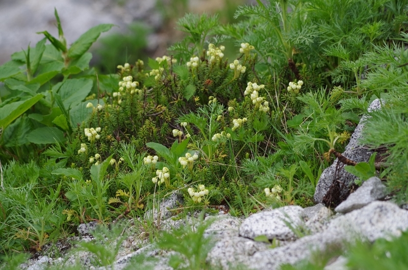 f:id:hirobkk:20200408165134j:plain