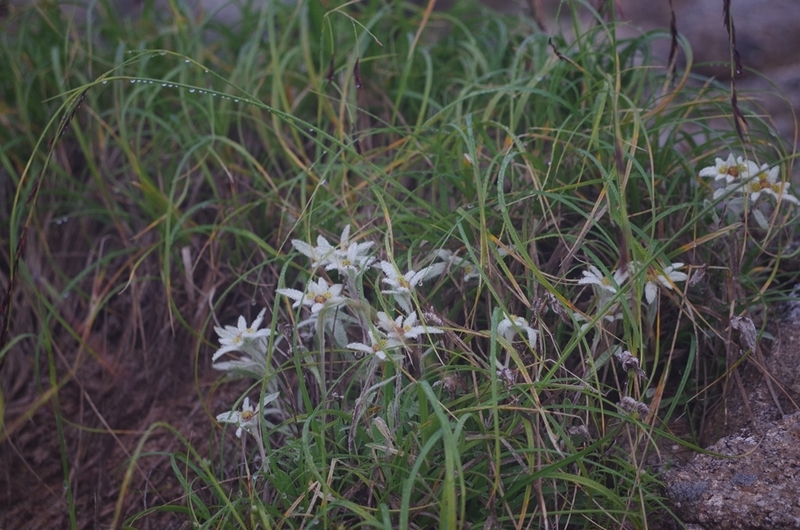 f:id:hirobkk:20200408165211j:plain