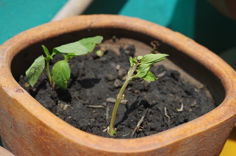 f:id:hirobkk:20200411130849j:plain