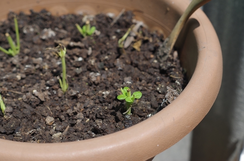 f:id:hirobkk:20200411130855j:plain