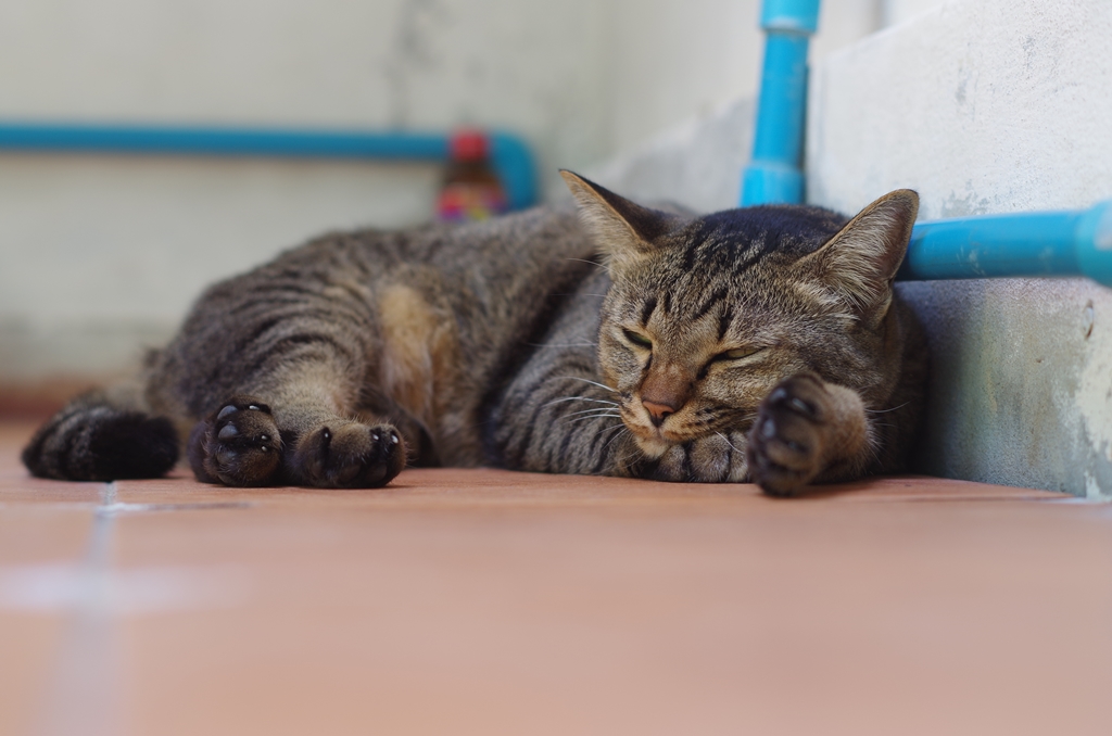 f:id:hirobkk:20200411133751j:plain