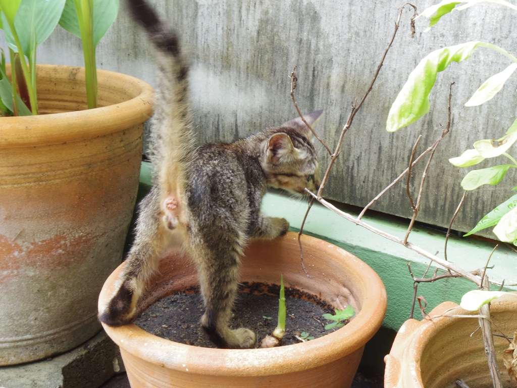 f:id:hirobkk:20200411140721j:plain