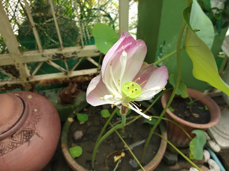 f:id:hirobkk:20200603231715j:plain f:id:hirobkk:20200603231715j:plain