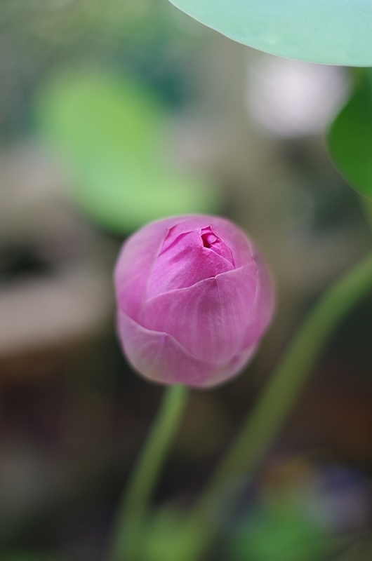 f:id:hirobkk:20200603231807j:plain f:id:hirobkk:20200603231807j:plain
