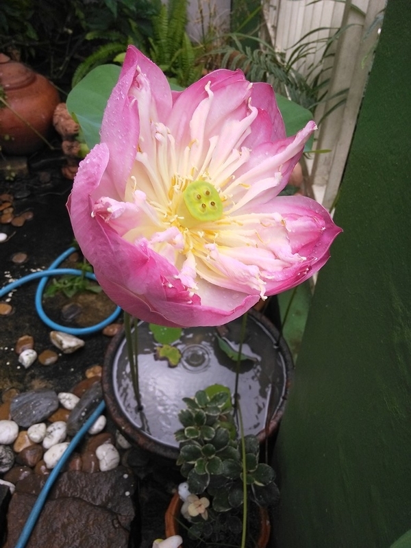 f:id:hirobkk:20200603234630j:plain f:id:hirobkk:20200603234630j:plain