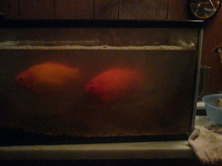並ぶ金魚