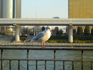 浅草鳥2