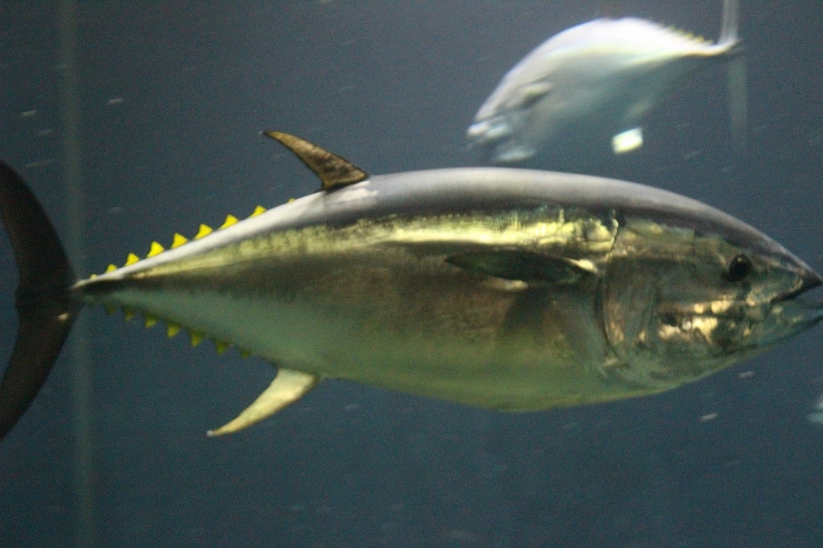 マグロで癒されるってかぁ 葛西臨海水族園にて もっともっとワクワクの君へ