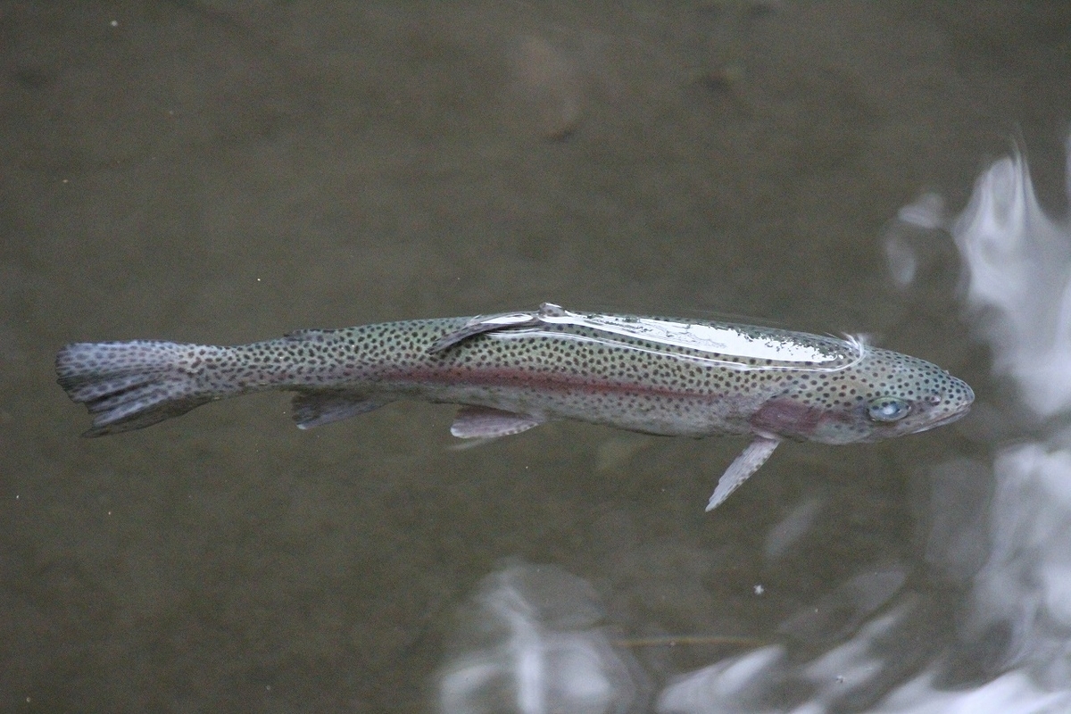 f:id:hirochanna:20210912224921j:plain