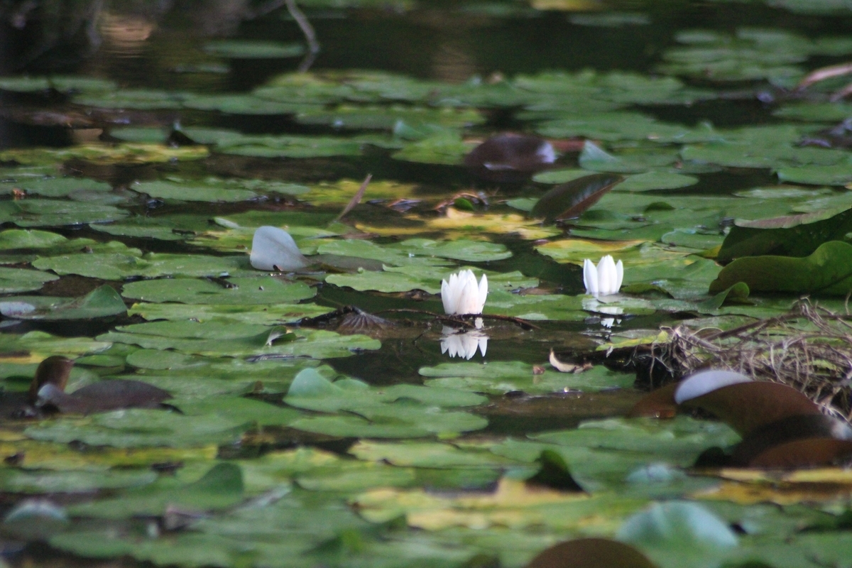 f:id:hirochanna:20210923204802j:plain