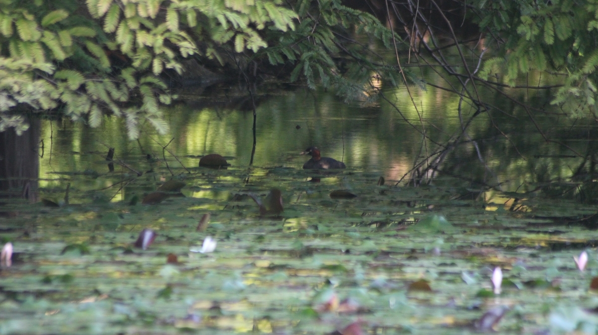 f:id:hirochanna:20210923204850j:plain