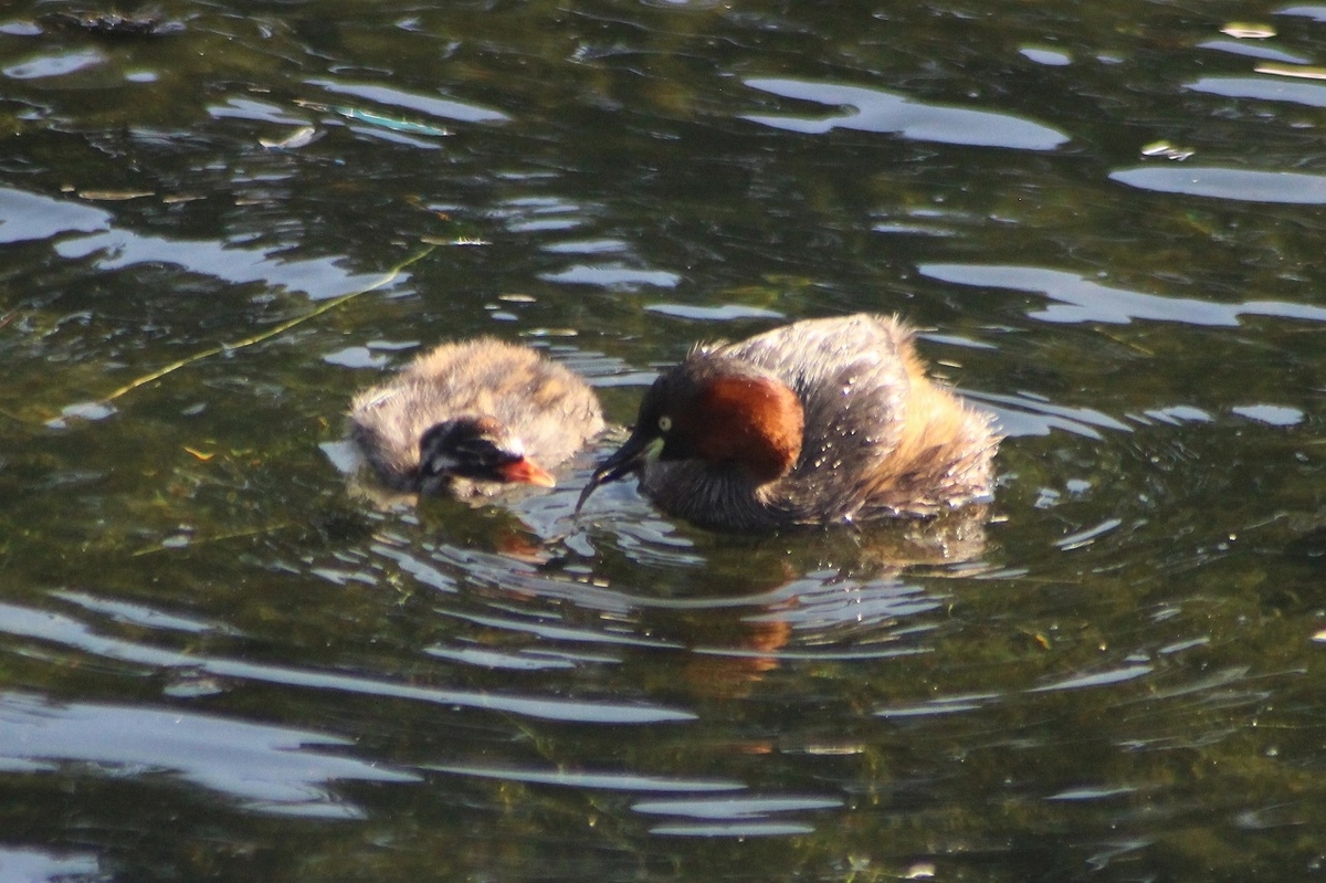 f:id:hirochanna:20211004220153j:plain