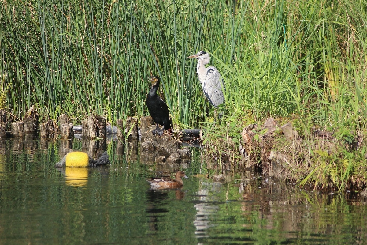 f:id:hirochanna:20211004220311j:plain