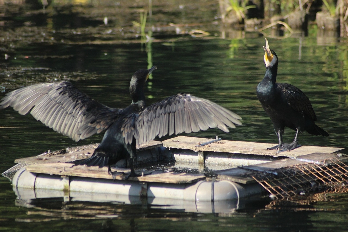 f:id:hirochanna:20211004220344j:plain