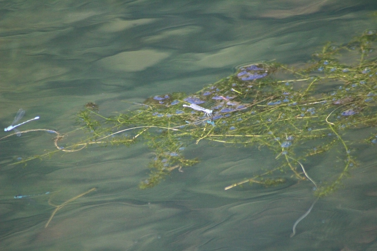 f:id:hirochanna:20211004220458j:plain