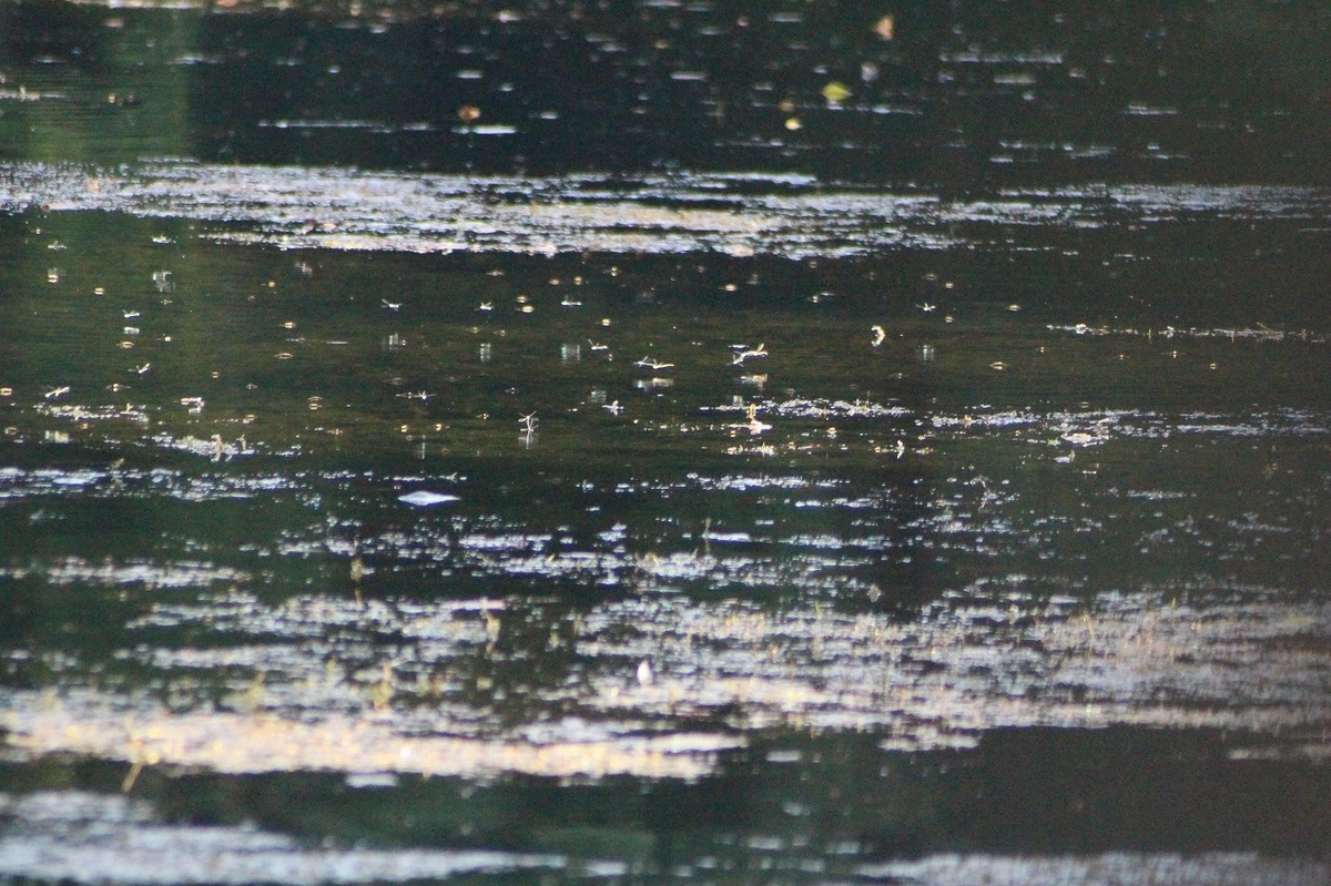 f:id:hirochanna:20211004220526j:plain