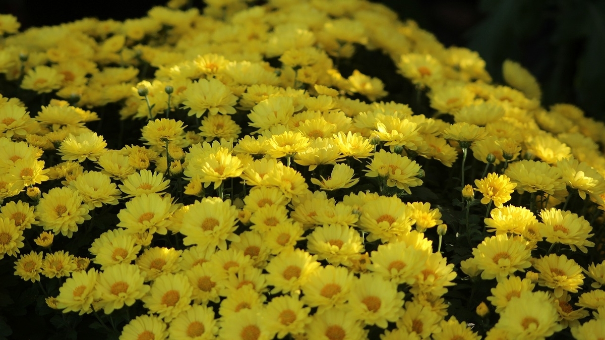 f:id:hirochanna:20211021013004j:plain