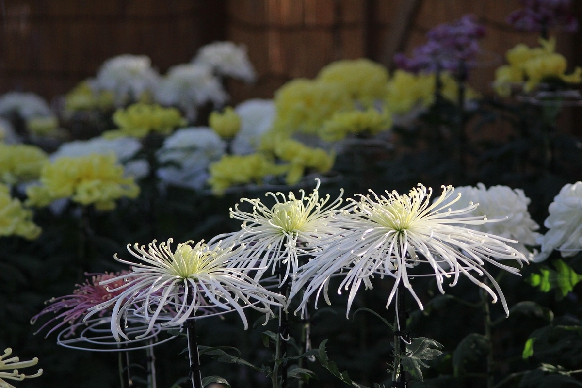 f:id:hirochanna:20211021013105j:plain