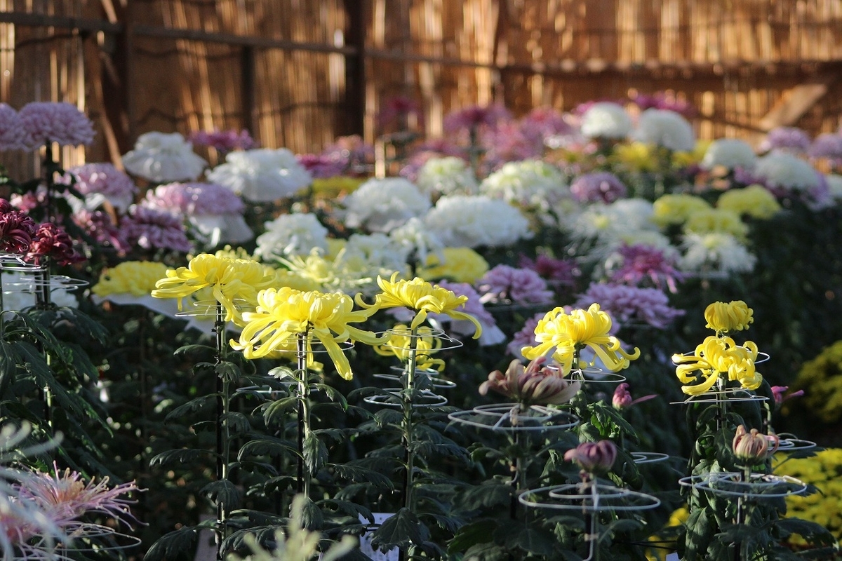 f:id:hirochanna:20211021013152j:plain