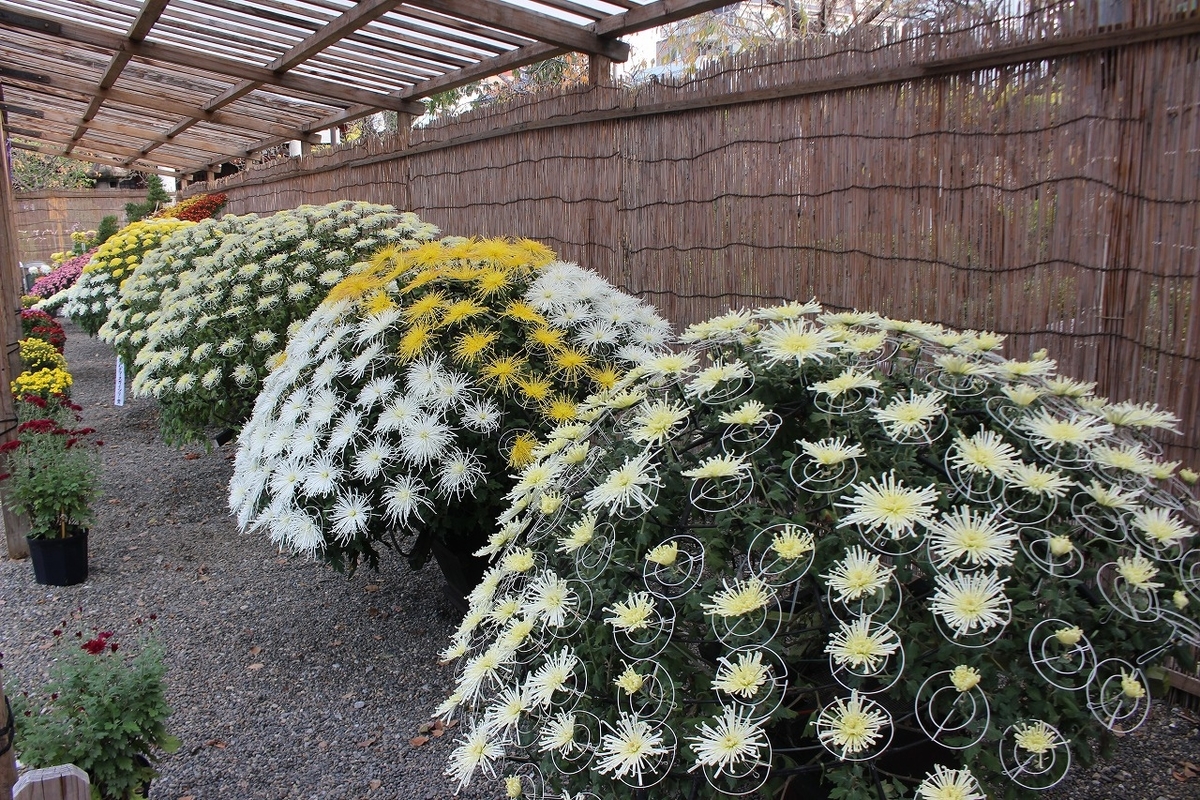 f:id:hirochanna:20211113213017j:plain