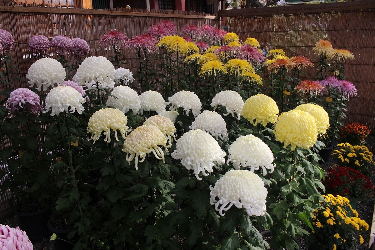 f:id:hirochanna:20211113213232j:plain