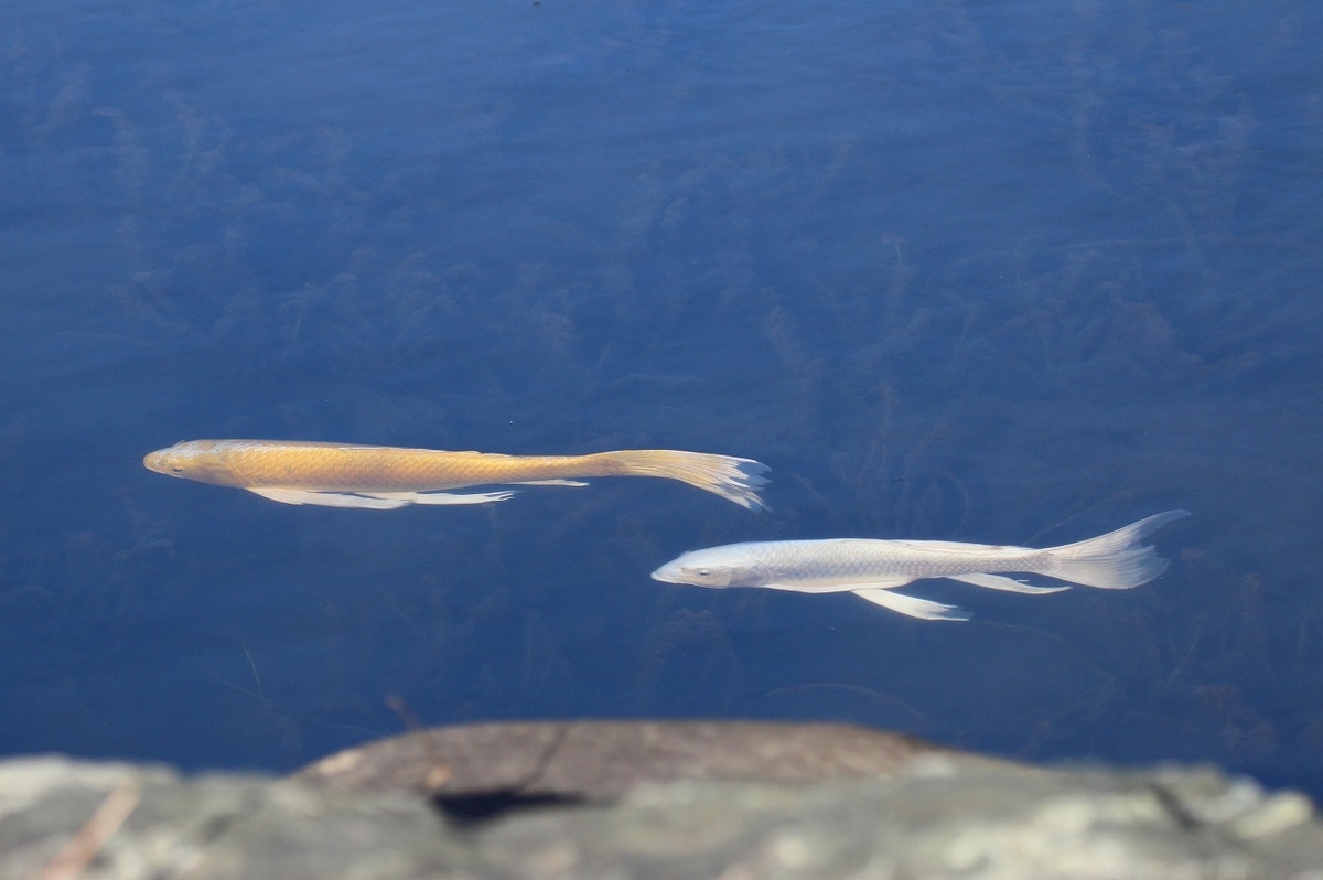 f:id:hirochanna:20220120211449j:plain