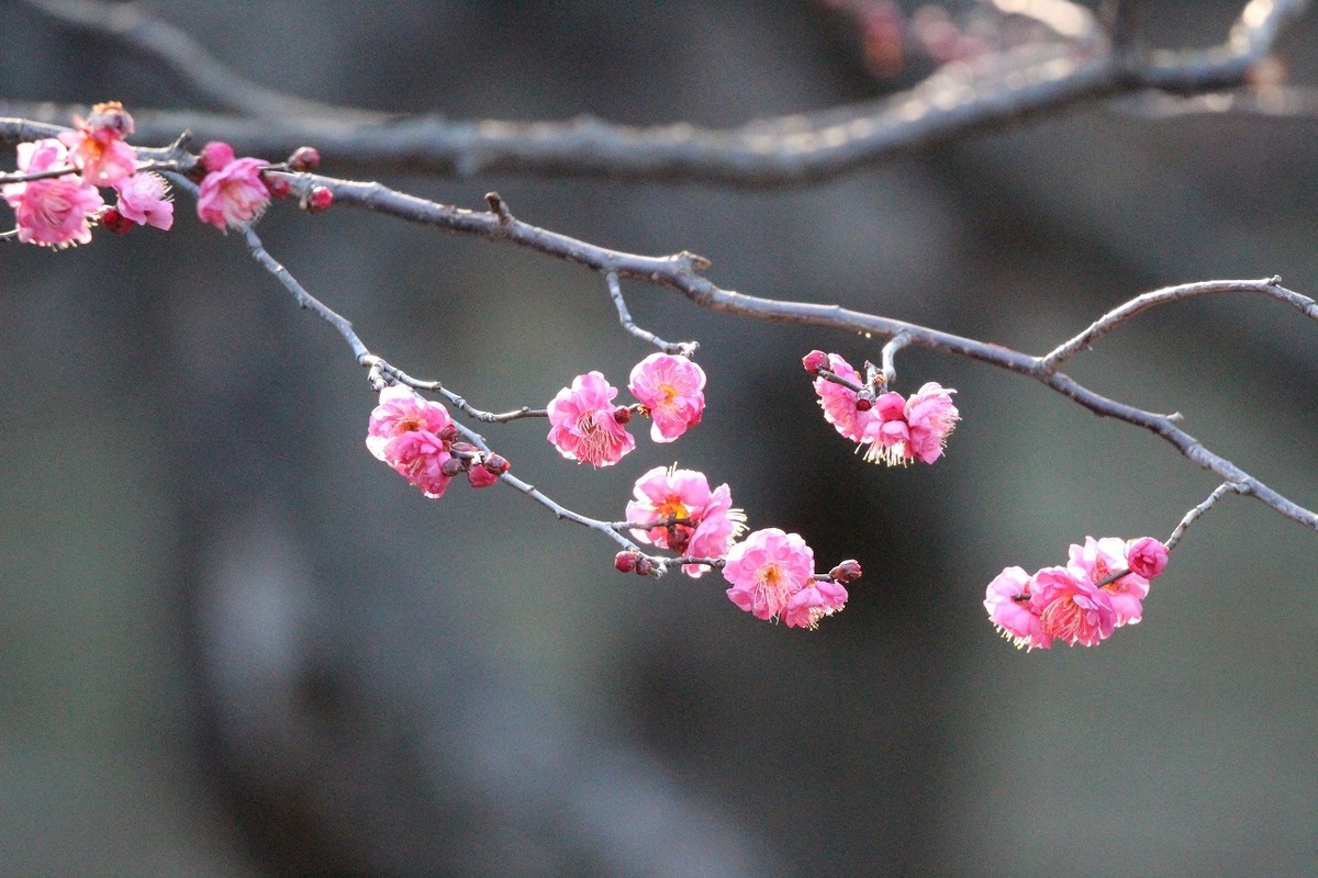 f:id:hirochanna:20220120213146j:plain