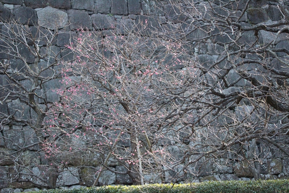 f:id:hirochanna:20220120213234j:plain