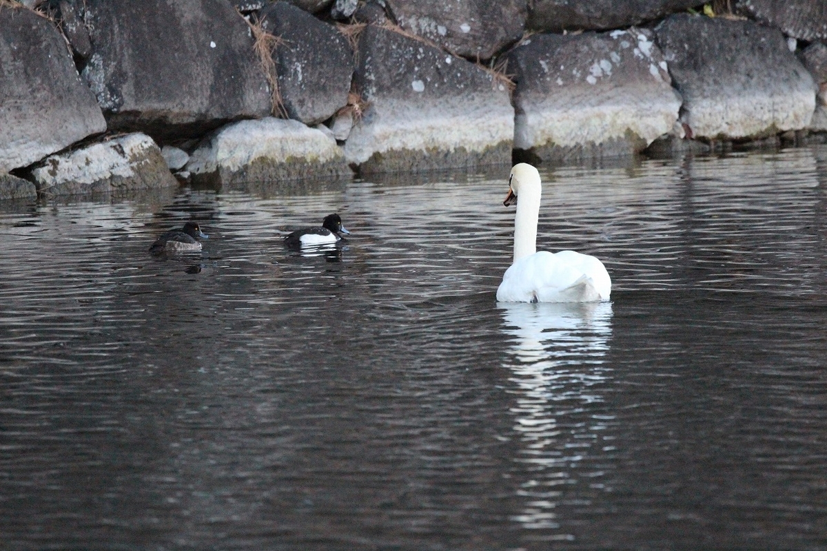 f:id:hirochanna:20220120213358j:plain