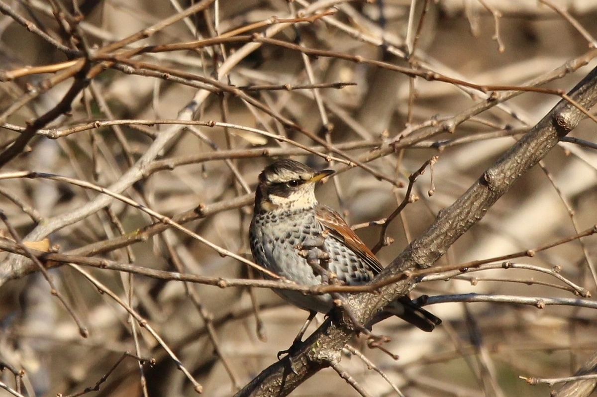 f:id:hirochanna:20220120215508j:plain