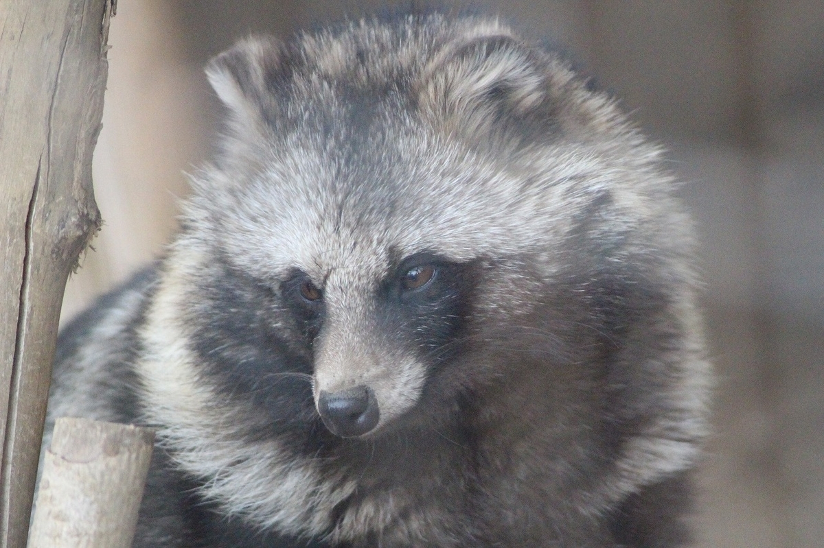 f:id:hirochanna:20220207233321j:plain