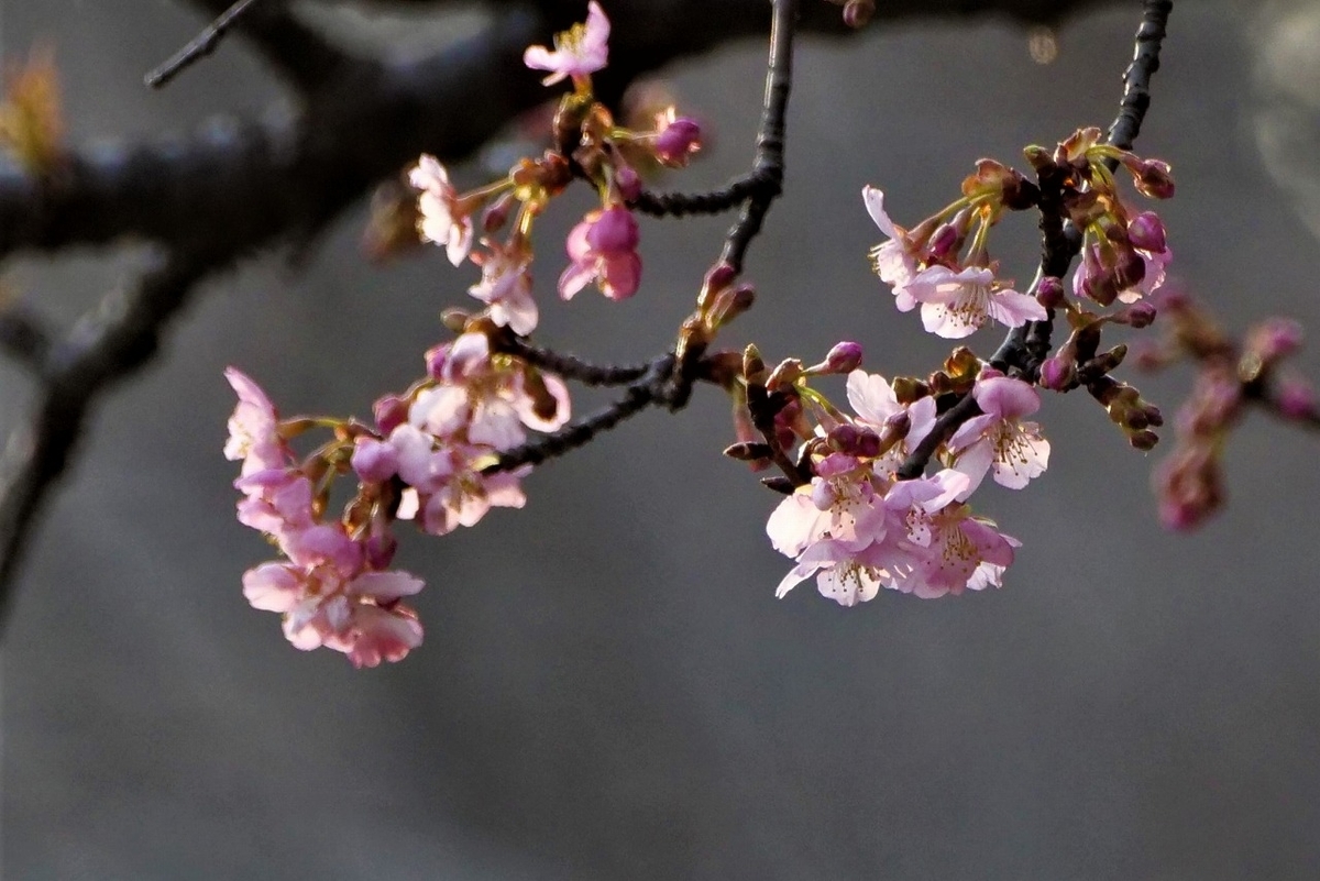 f:id:hirochanna:20220302001752j:plain