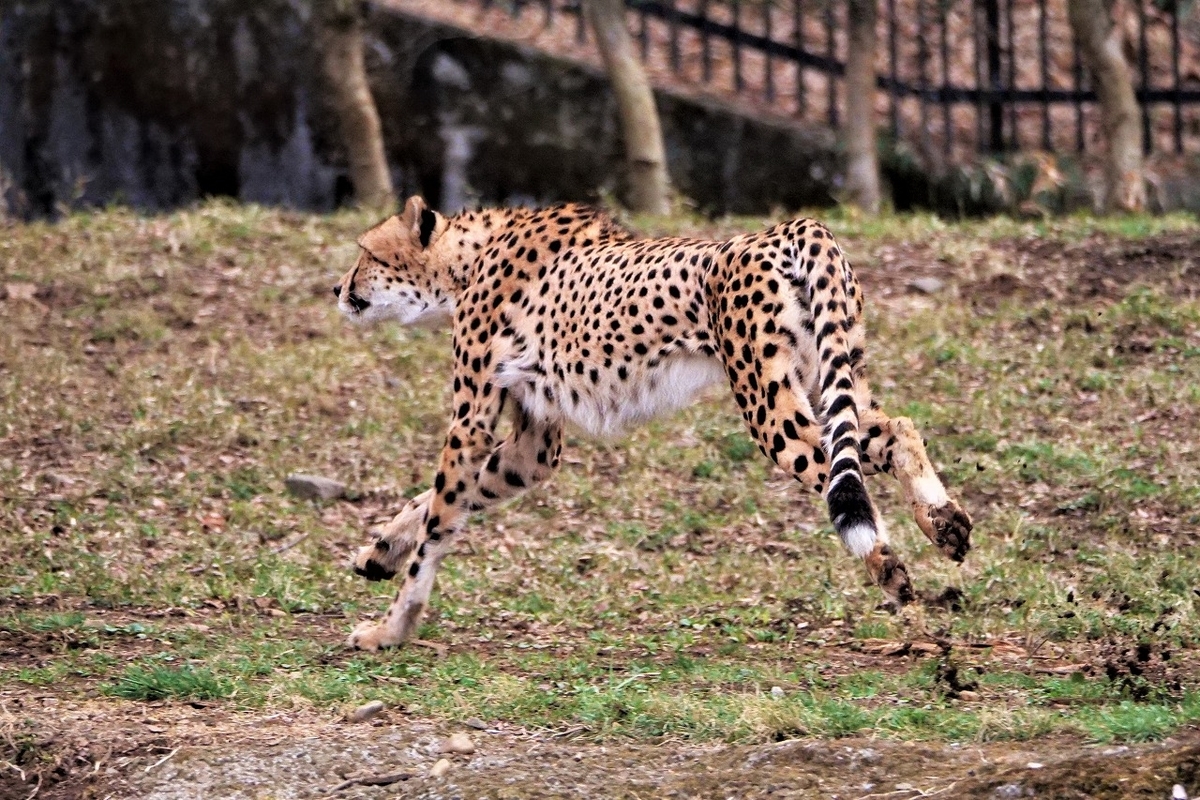 f:id:hirochanna:20220325001325j:plain