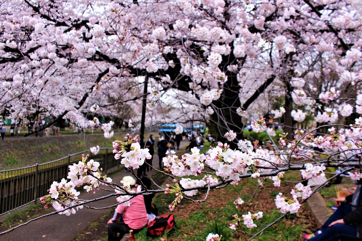 なんだかワクワクするよねって 東京杉並区善福寺川緑地の桜の下で もっともっとワクワクの君へ