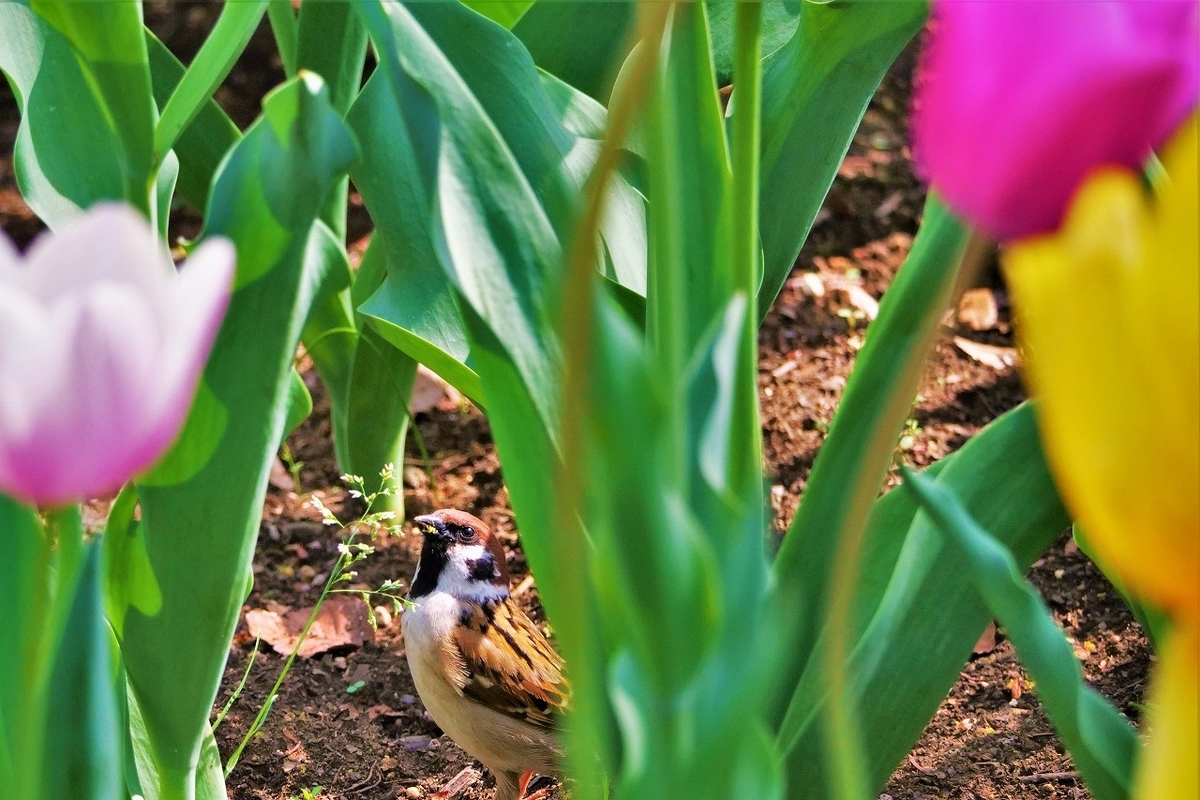 f:id:hirochanna:20220412003310j:plain