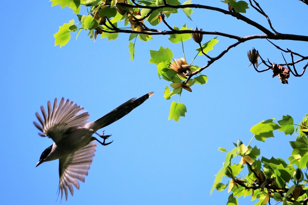 f:id:hirochanna:20220412003433j:plain